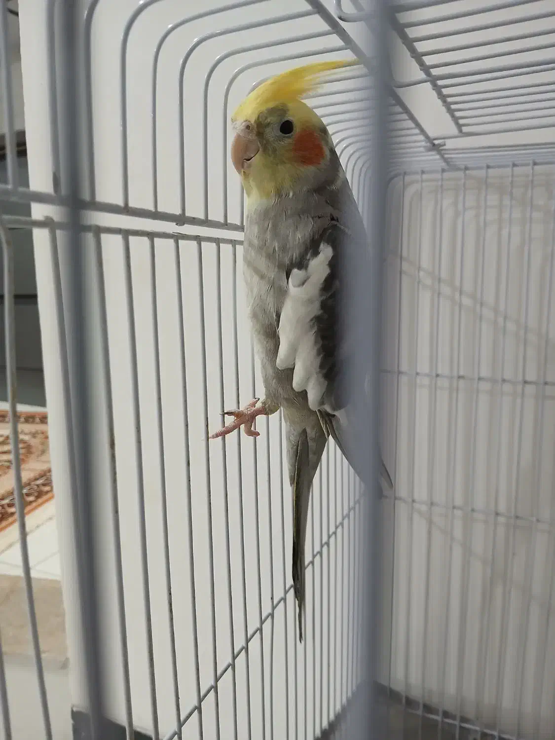 پرنده|پرنده|ساری, |دیوار