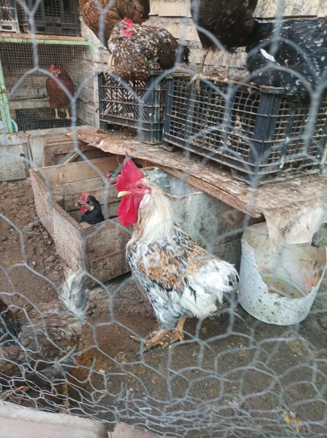 خروس|حیوانات مزرعه|خرمشهر, |دیوار