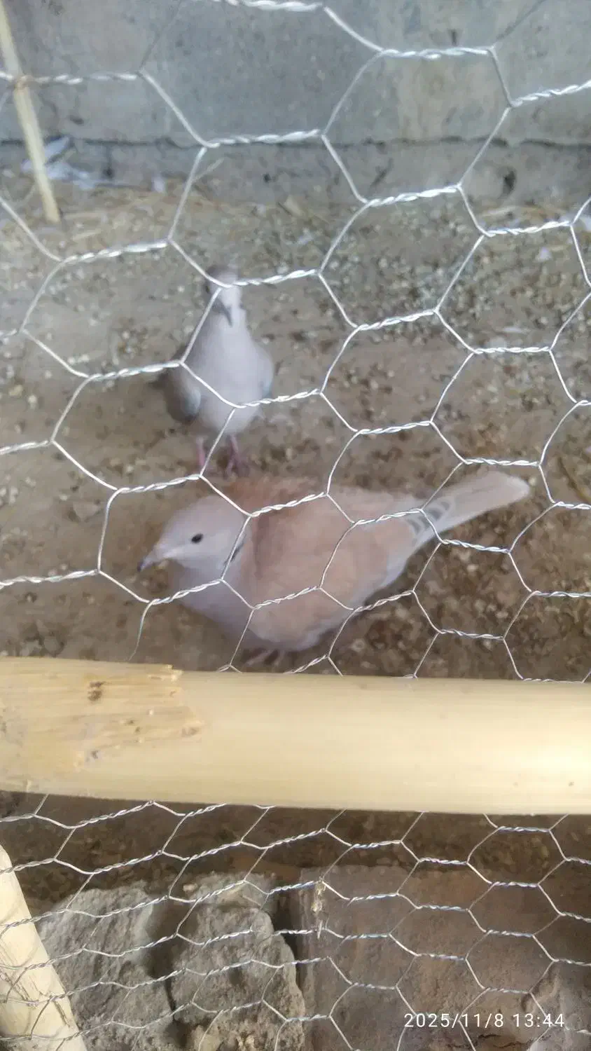 کبوتر خانگی|پرنده|کرباسک, |دیوار