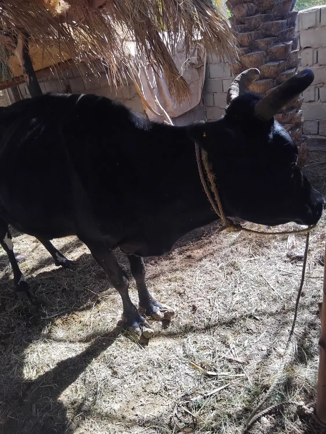گاو گوساله|حیوانات مزرعه|نرماشیر, |دیوار