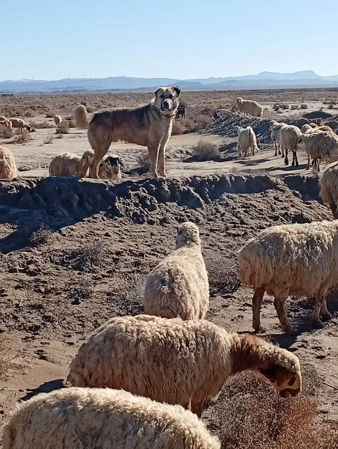 سگ نگهبان|سگ|سده (خراسان جنوبی), |دیوار