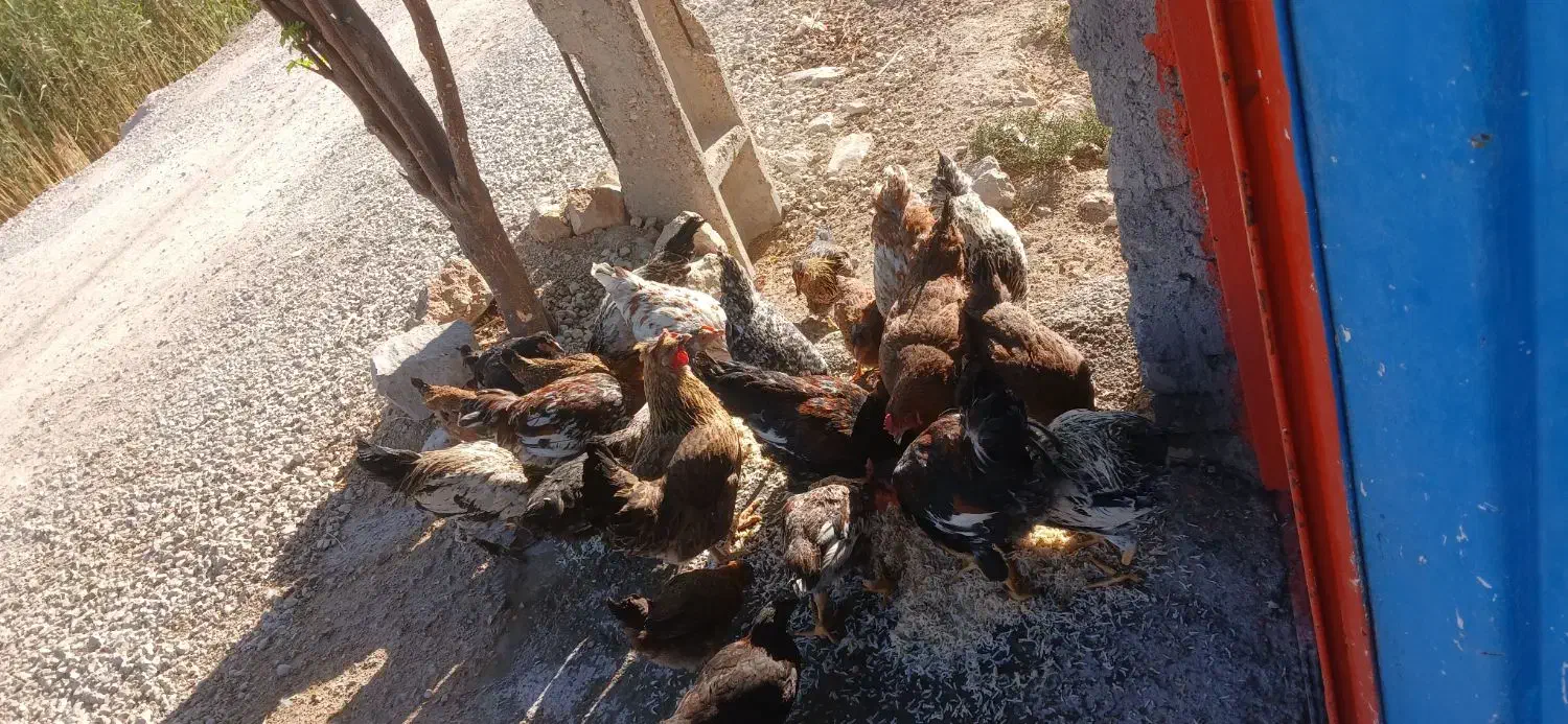 مرغ|حیوانات مزرعه|پلدختر, |دیوار