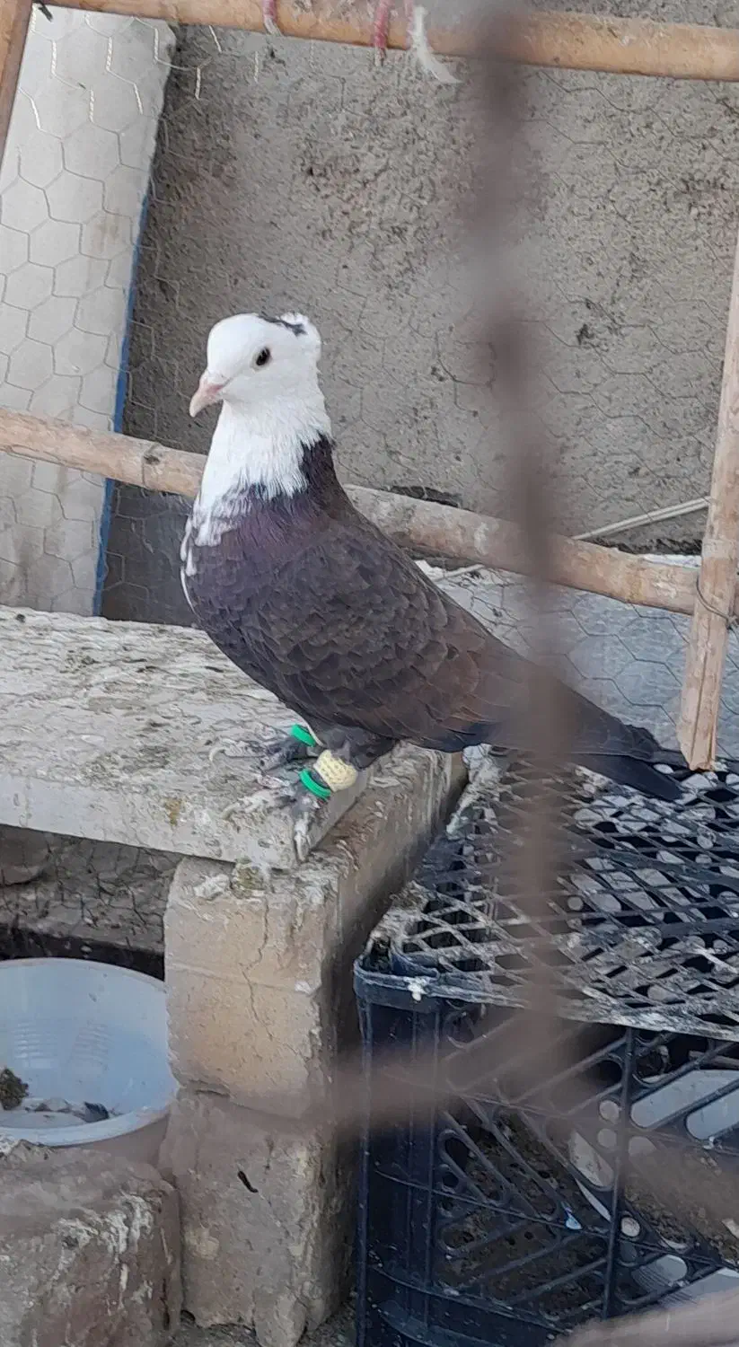 سر سفید نر|پرنده|تاکستان, |دیوار