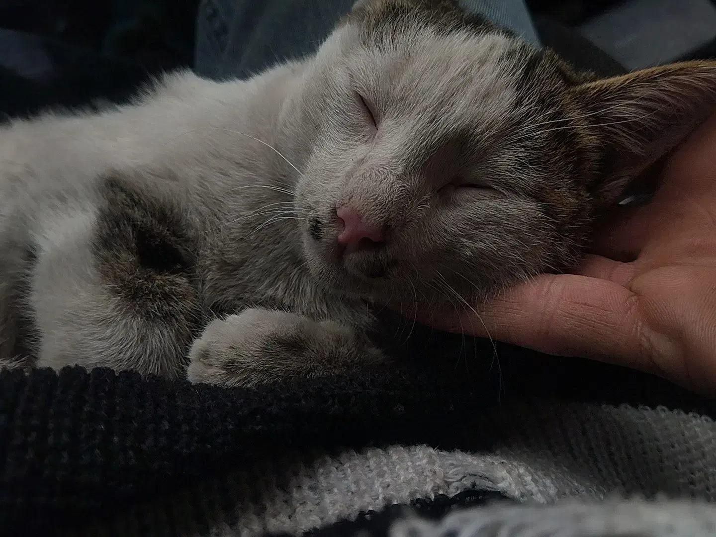 خونه نمیتونم ببرم|گربه|باغستان, |دیوار