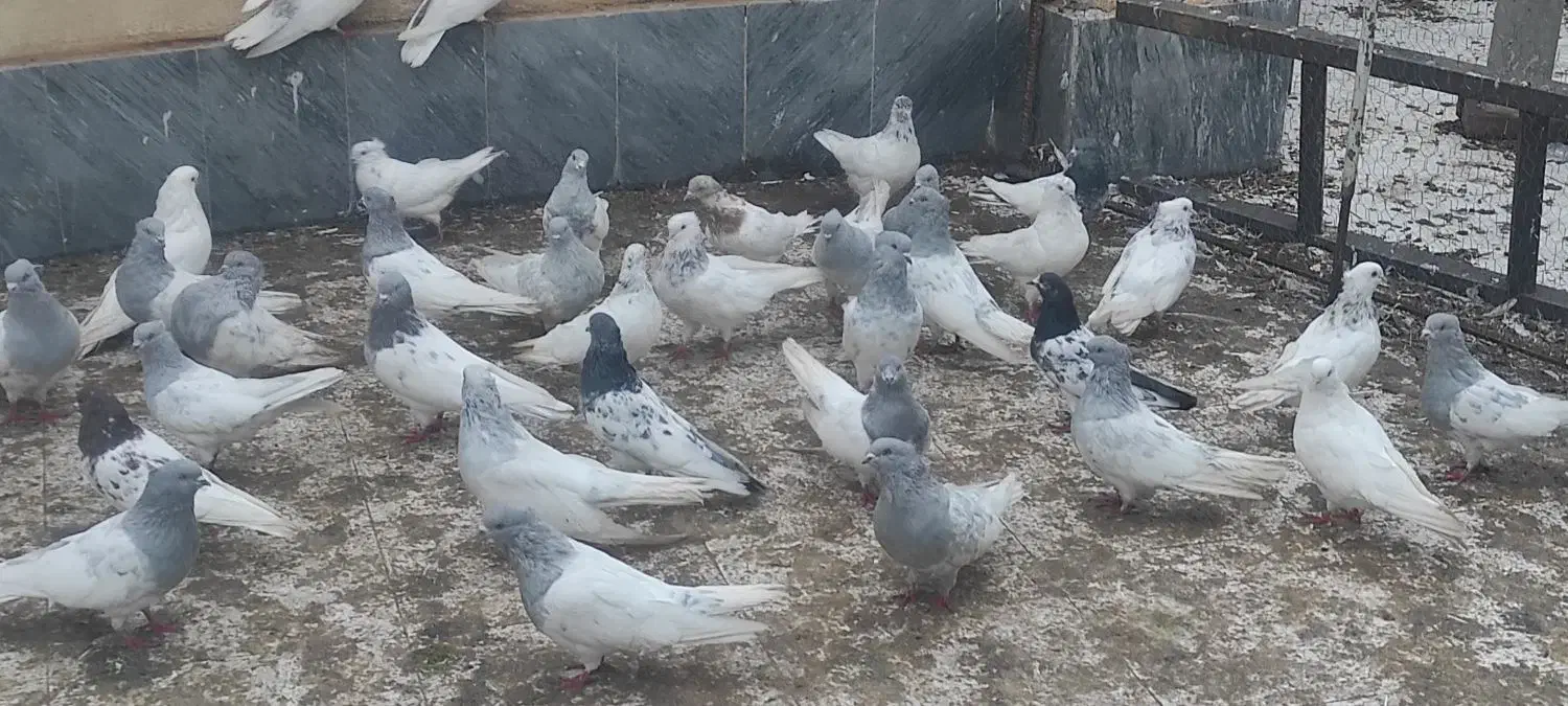 تعدادی کبوتر سالم و سرحال|پرنده|کشکسرای, |دیوار