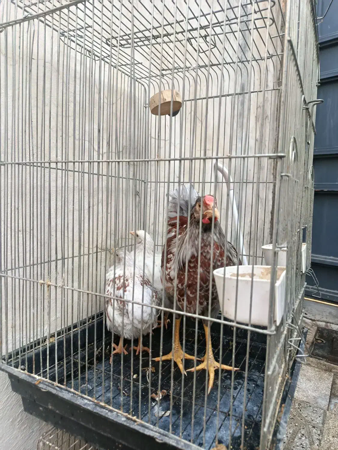 یک ست مرغ و خروس ویاندوت اورنج نیمچه|حیوانات مزرعه|تهران, مشیریه|دیوار