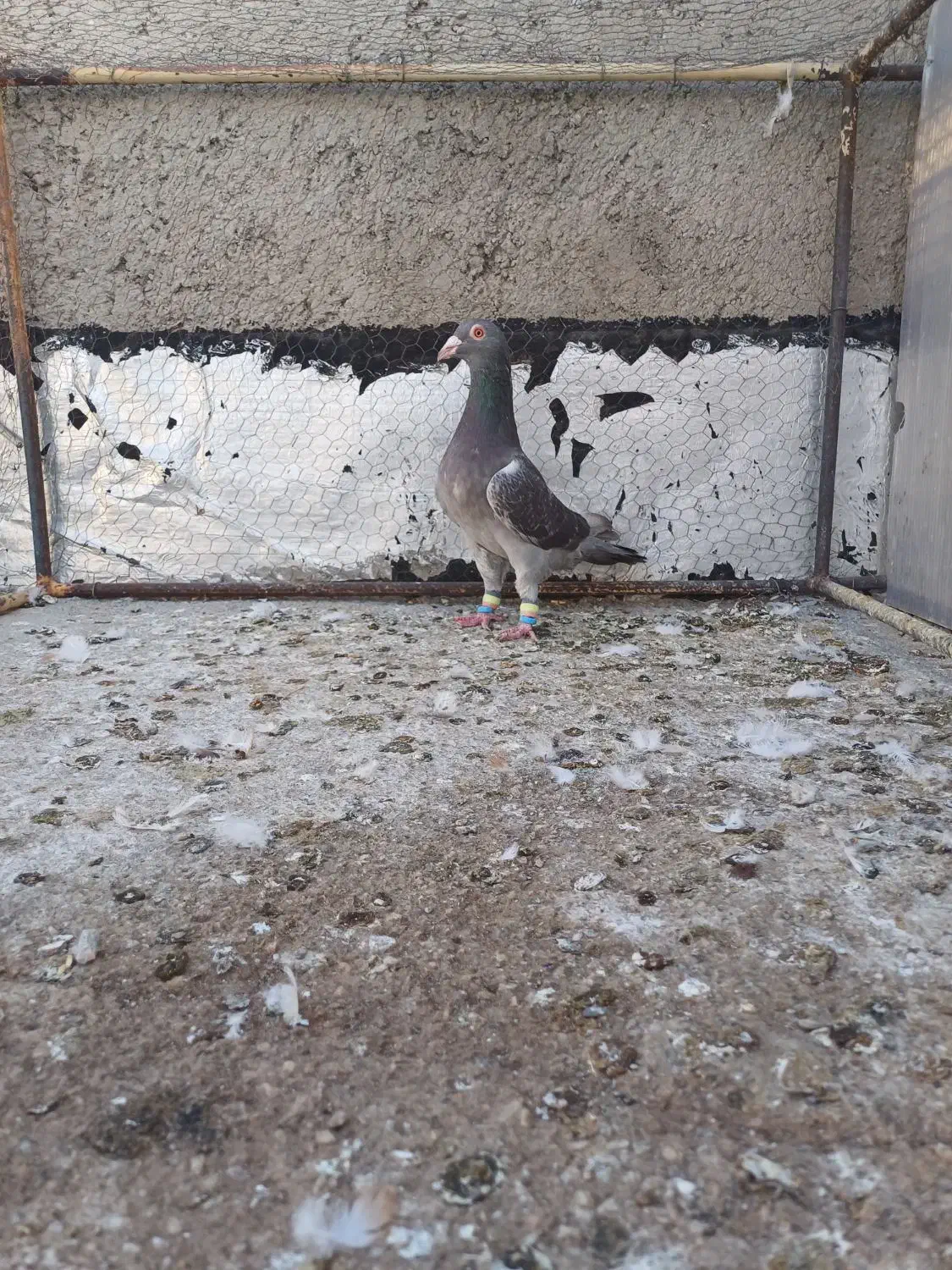 کبوتر سرکه ای|پرنده|تاکستان, |دیوار