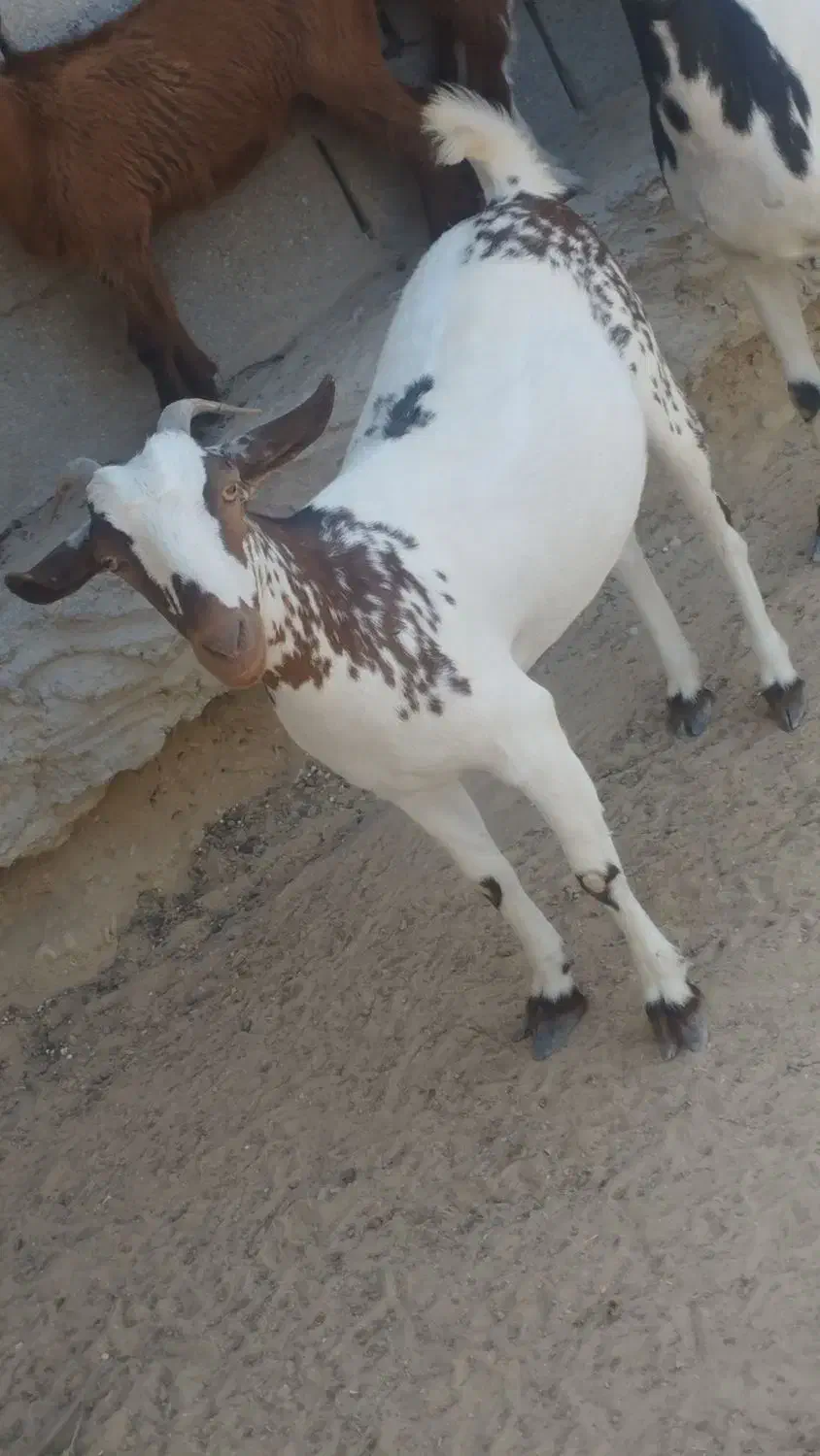 گیسهنزار|حیوانات مزرعه|قشم, |دیوار