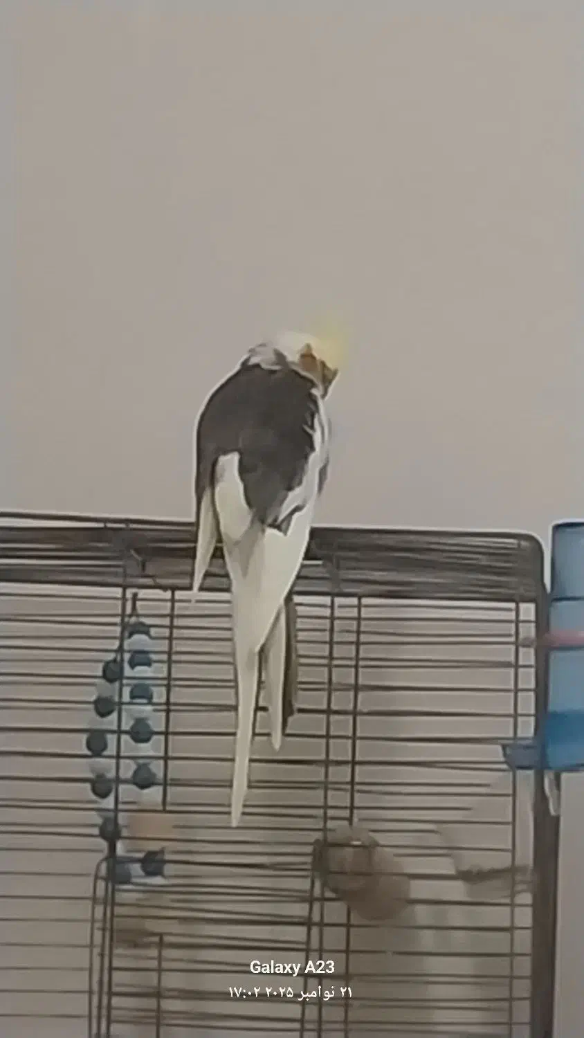 عروس هلندی نر|پرنده|اراک, |دیوار