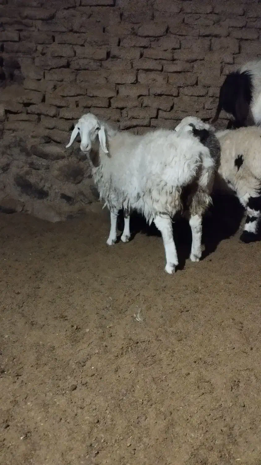 بره|حیوانات مزرعه|مود, |دیوار