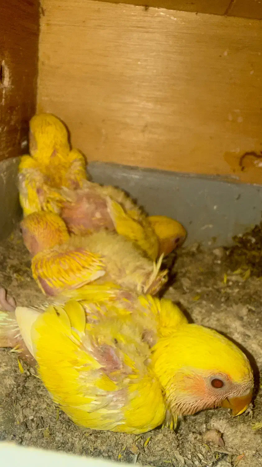 طوطی برزیلی سرلاکی|پرنده|بندر کنگان, |دیوار