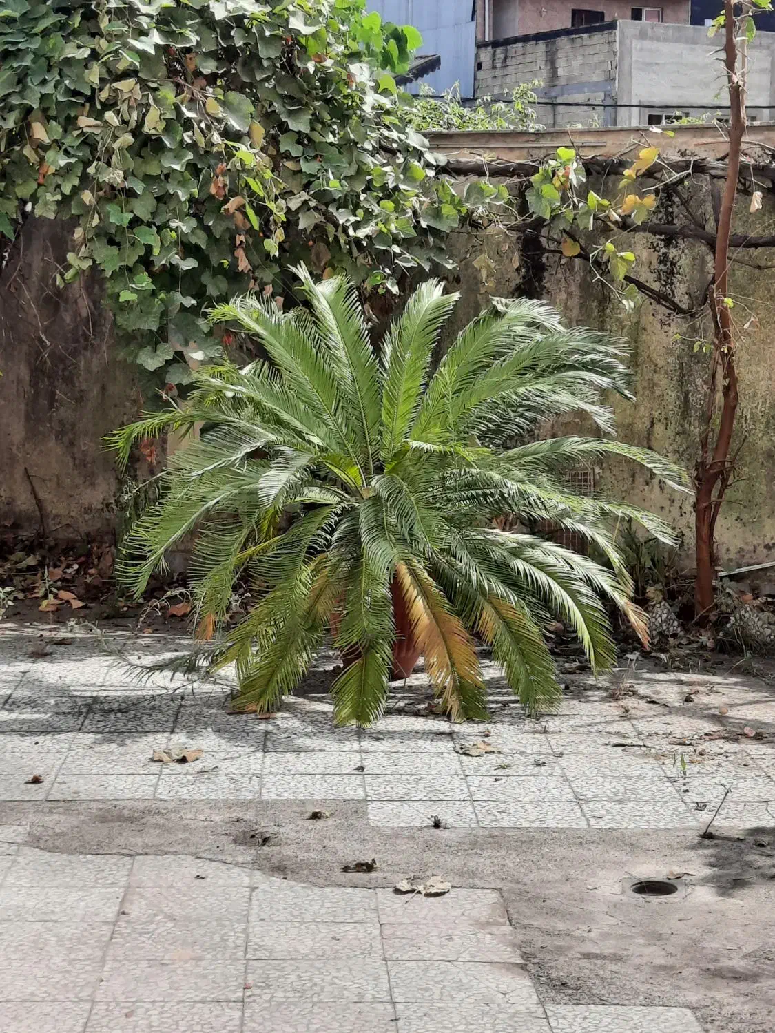 سیکاس|گل و گیاه طبیعی|رشت, گلباغ نماز|دیوار