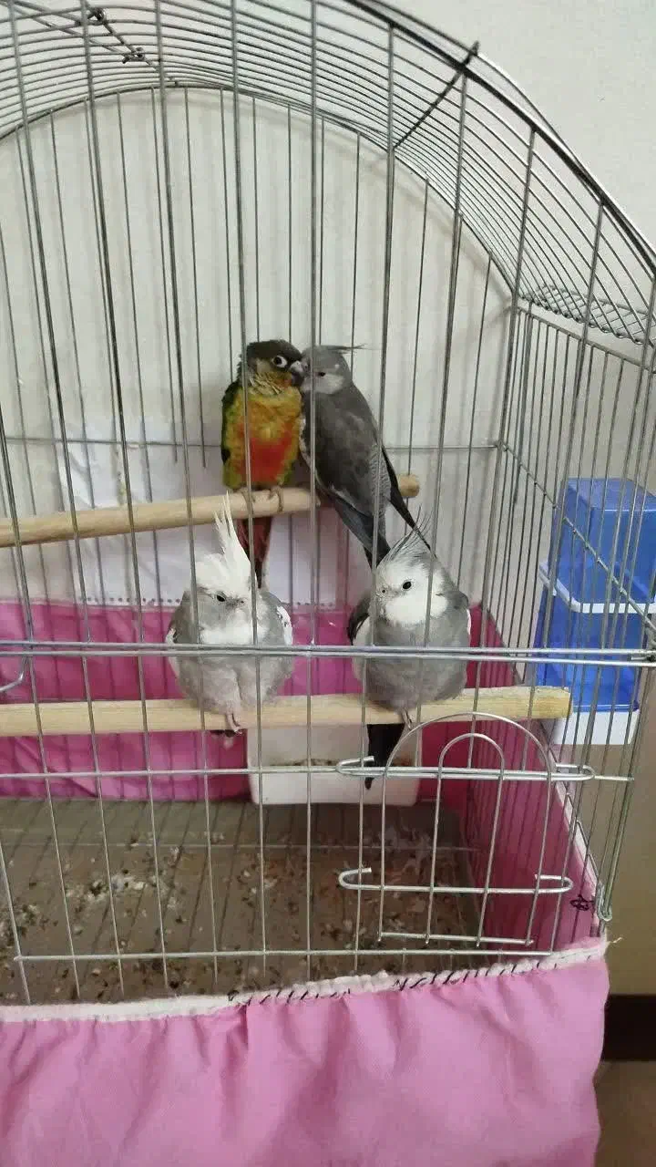 عروس هلندی وایت فیس شاه تخم|پرنده|پاکدشت, پاکدشت (مامازند)|دیوار