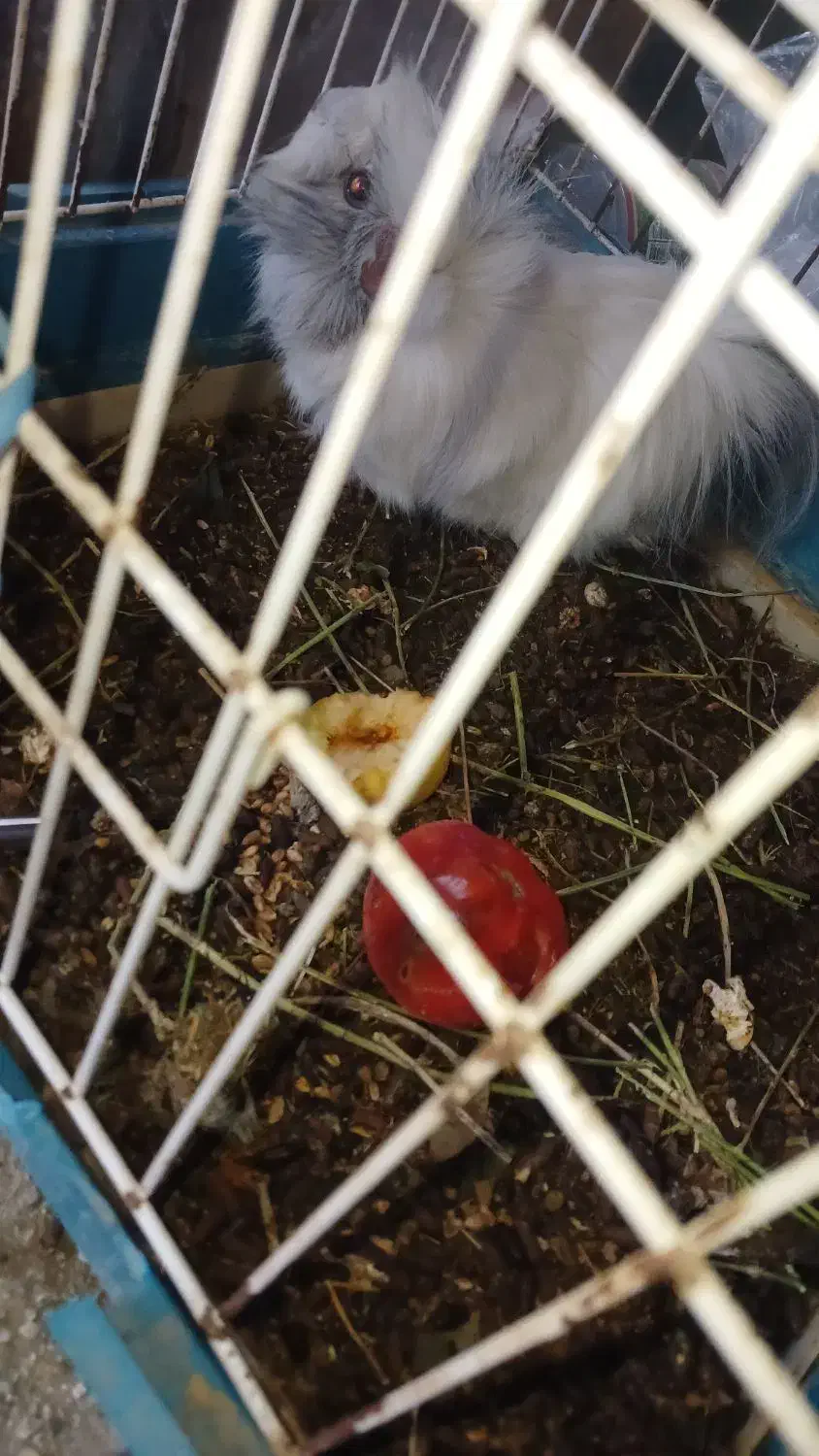 همیستر کامبد|موش و خرگوش|ارومیه, |دیوار