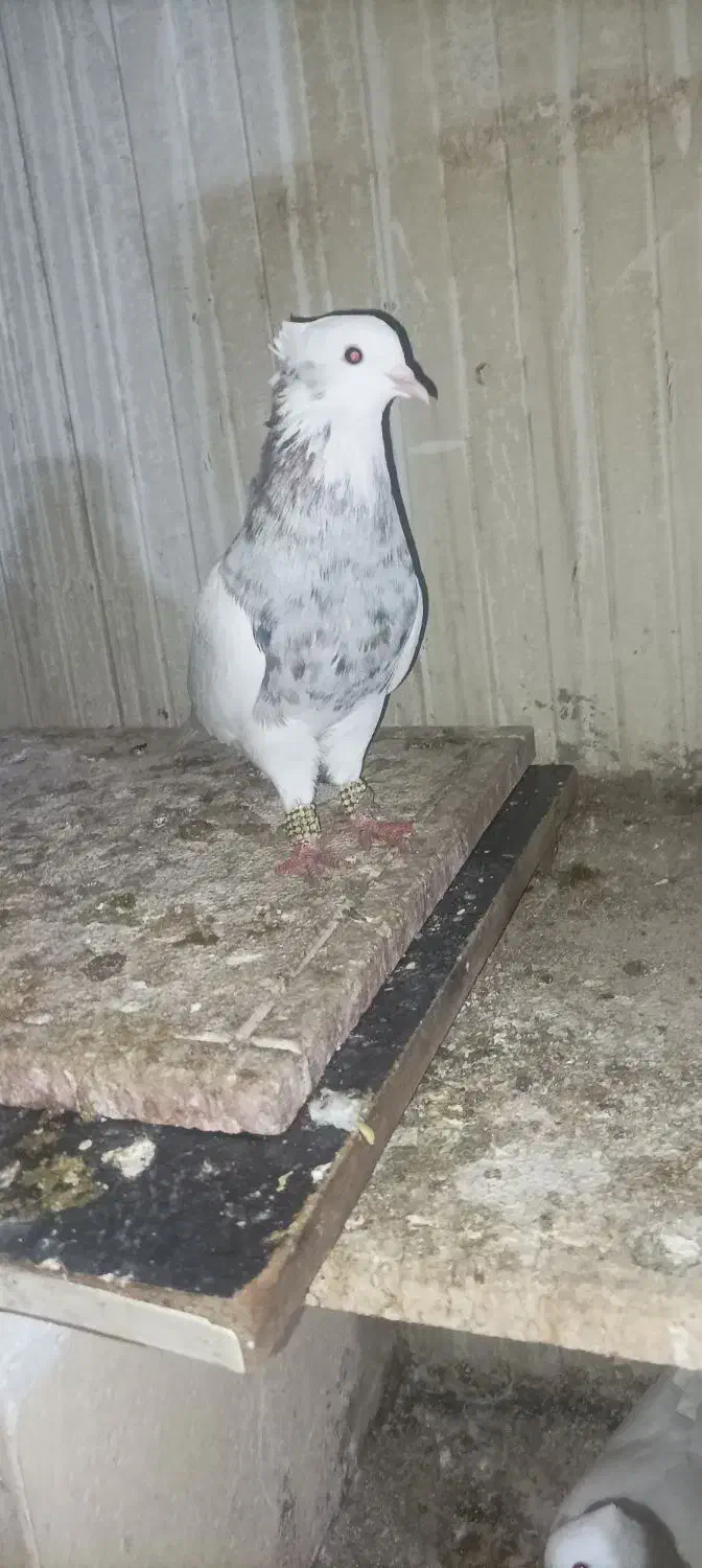 کبوتر طوقی|پرنده|دشت ذهاب, |دیوار