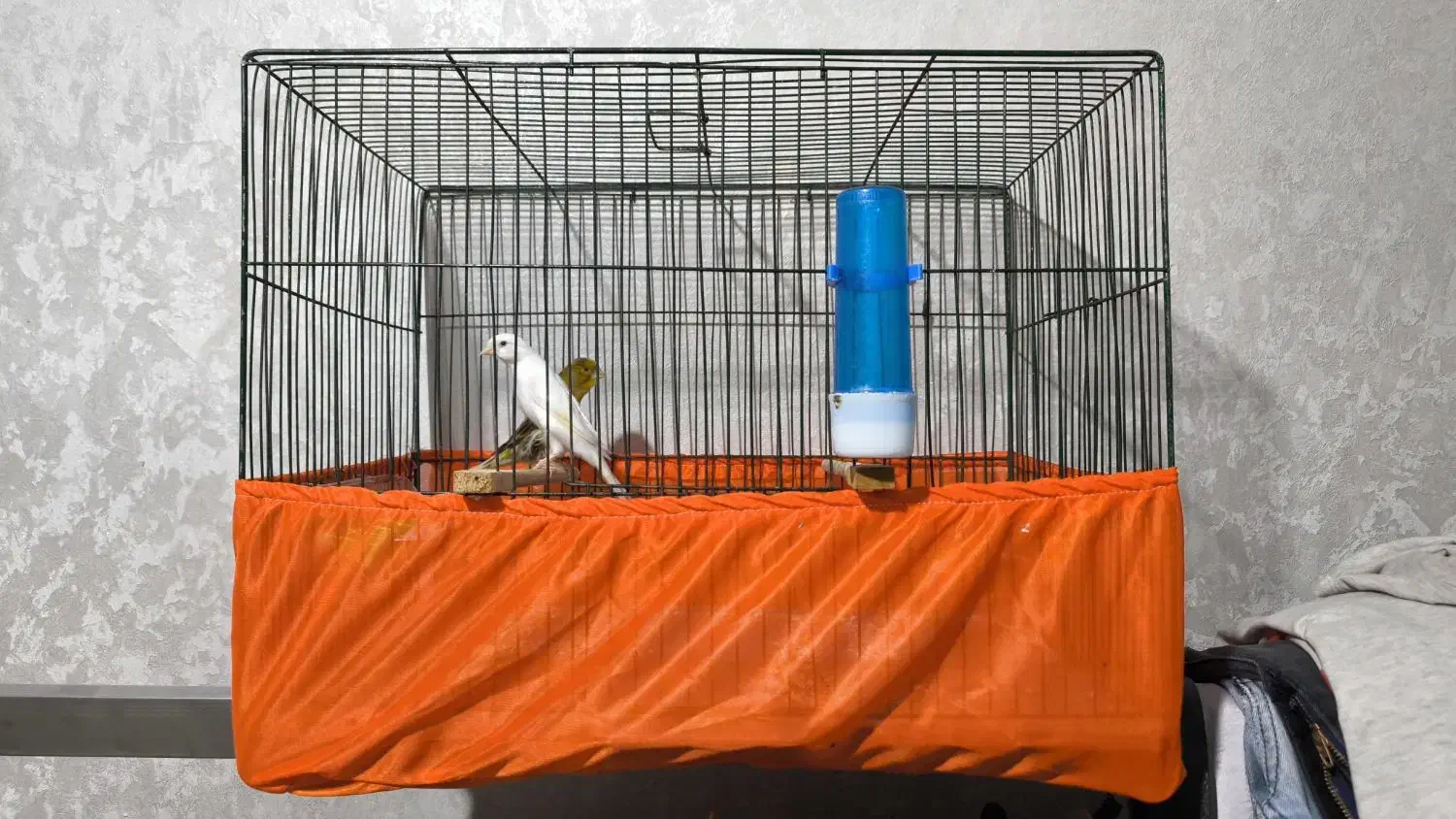 قناری نر و ماده|پرنده|تهران, شادآباد|دیوار