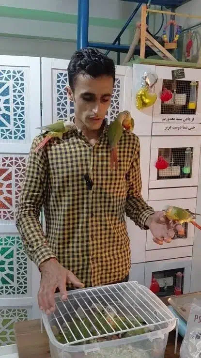 گرینچیک ، عروس هلندی ملنگو  برزیلی شاه طوطی  قناری|پرنده|کرج, شهرک رضوانیه|دیوار