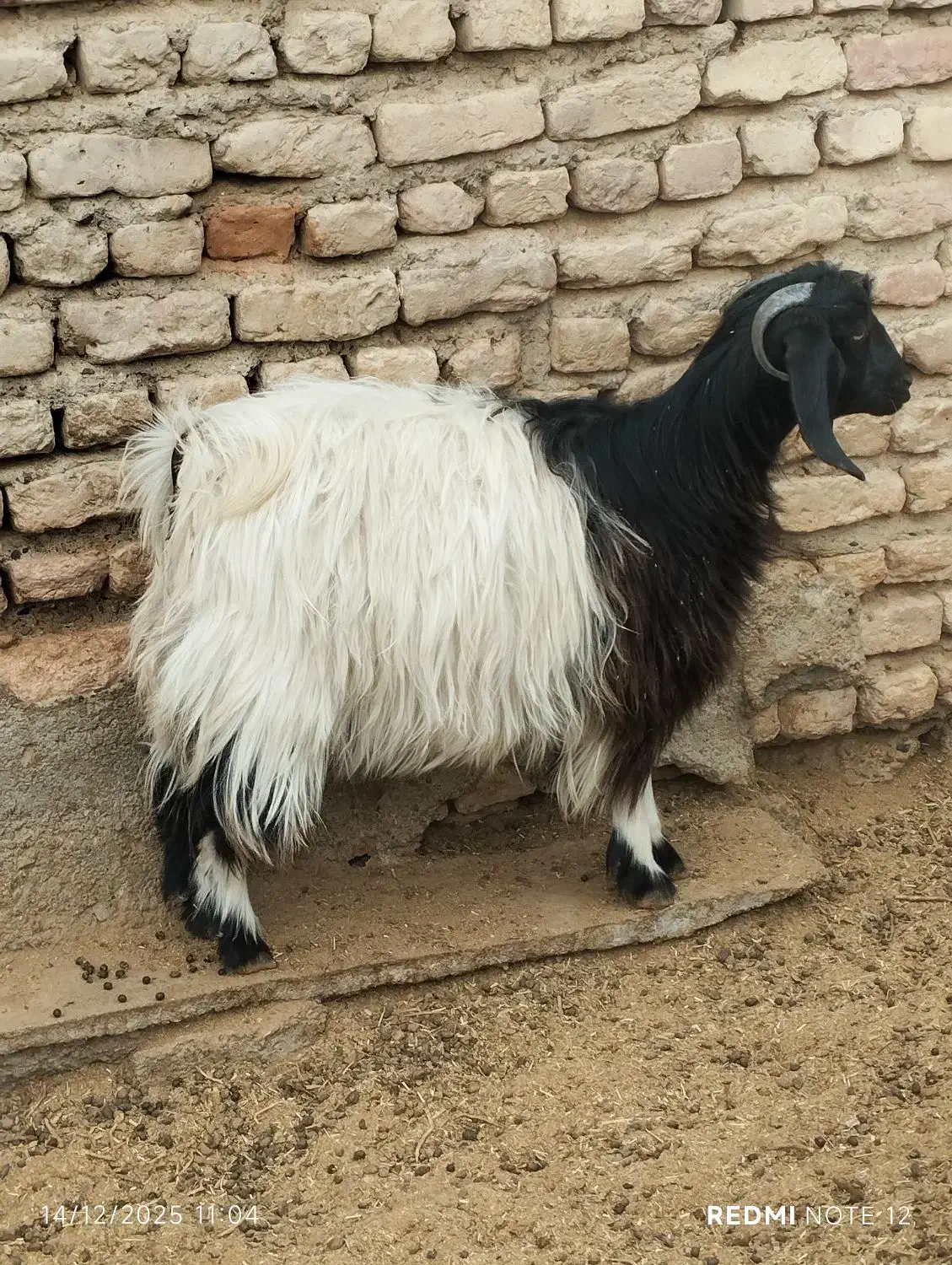 کهره ماده گیسه ابستن|حیوانات مزرعه|زابل, |دیوار