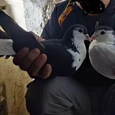 کبوتر ساده سیاه|حیوانات|گنبد کاووس, |دیوار