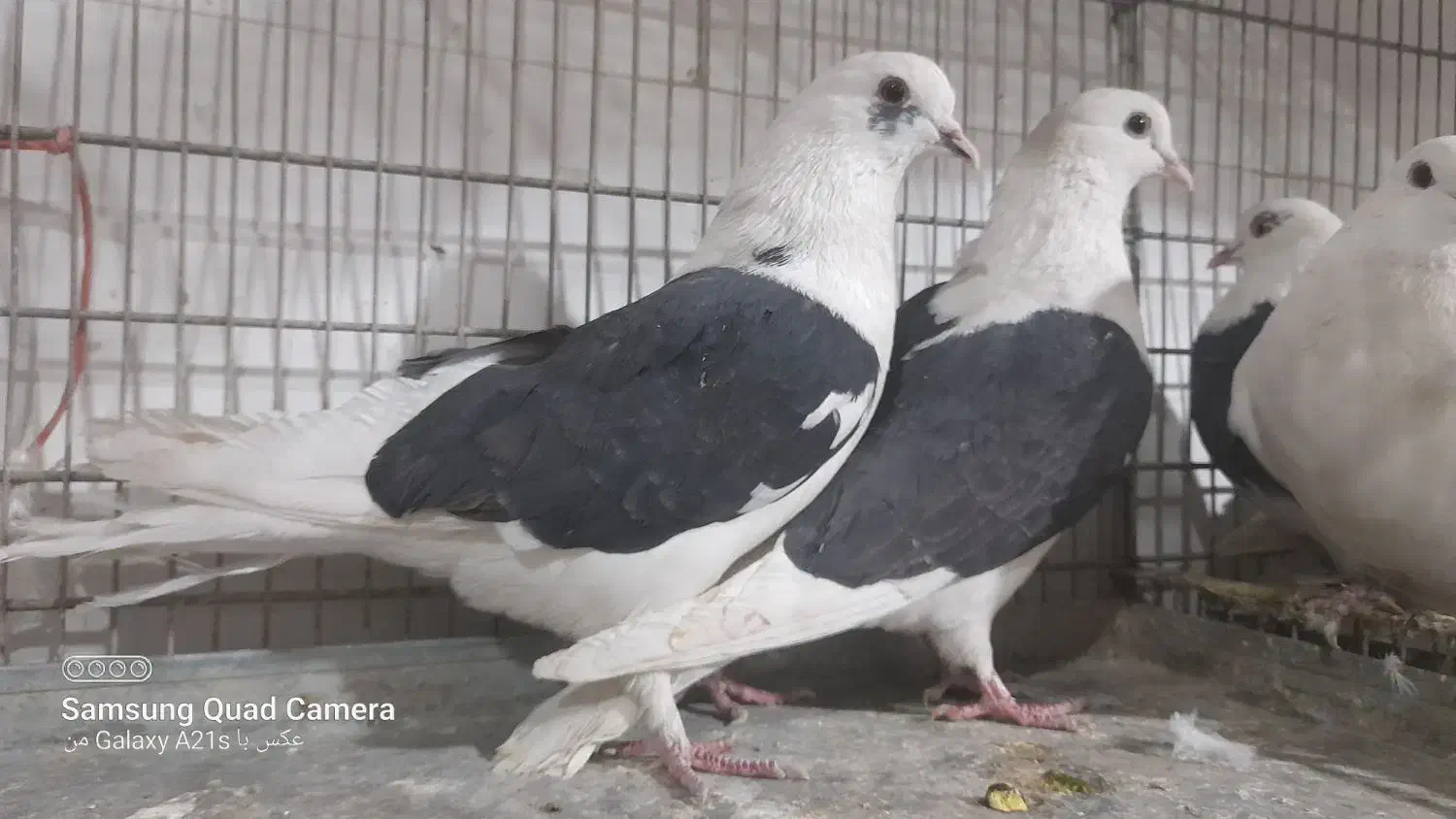 دوکت و انواع کفتر|پرنده|پیر بکران, |دیوار