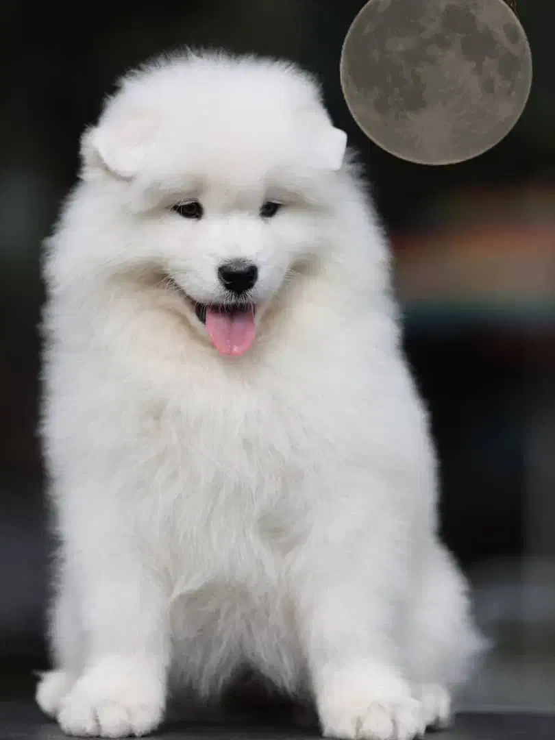 سگ سامویید|سگ|تهران, شهرک آزمایش|دیوار