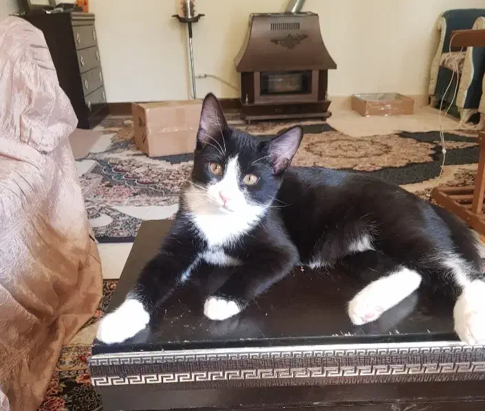 واگذاری بچه گربه نژاد تاکسیدو|گربه|فردیس, شهرک شهید حسینی|دیوار