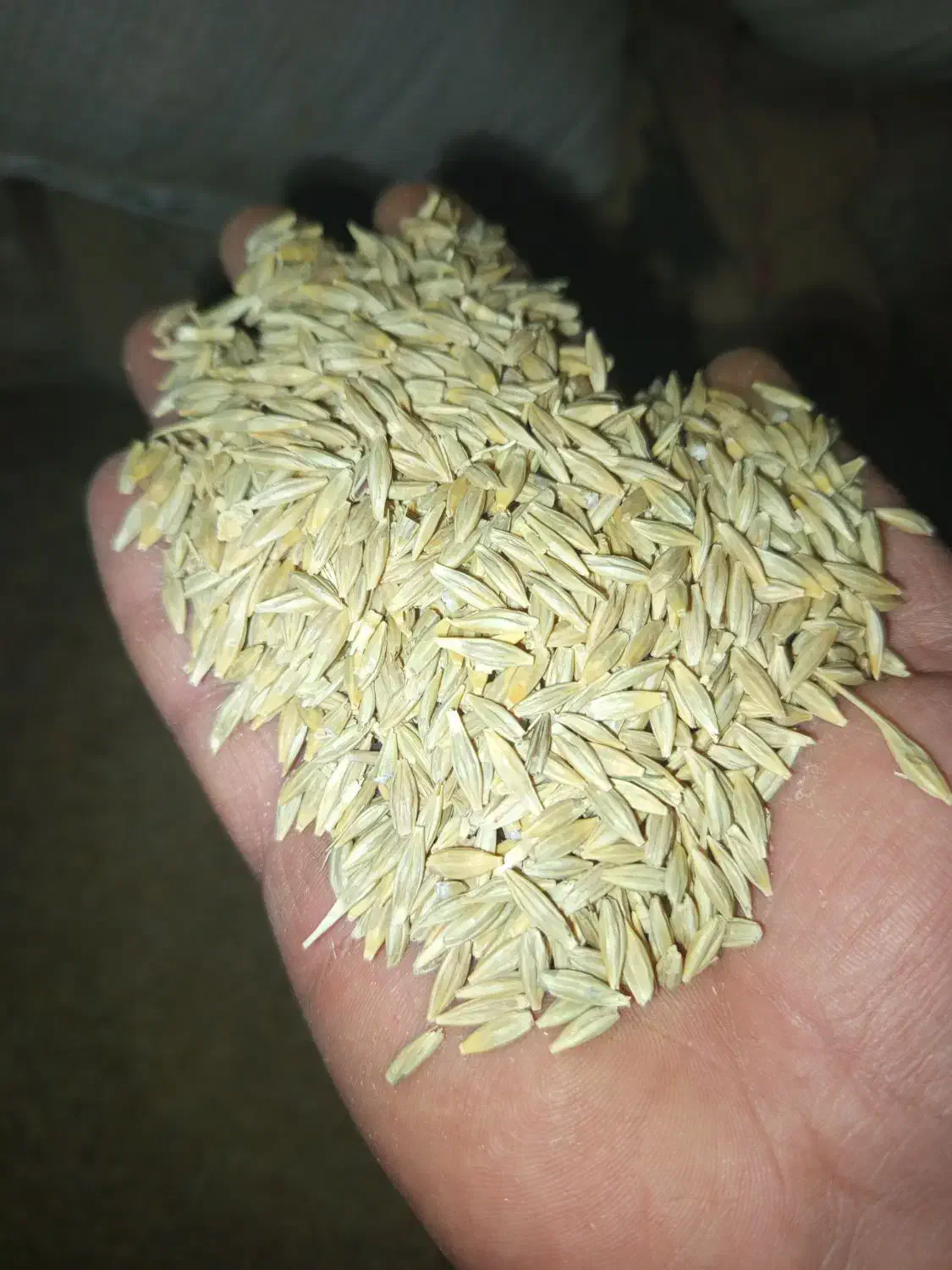 یک تن جو انصار دیم بذر ی|لوازم جانبی حیوانات|کبودرآهنگ, |دیوار