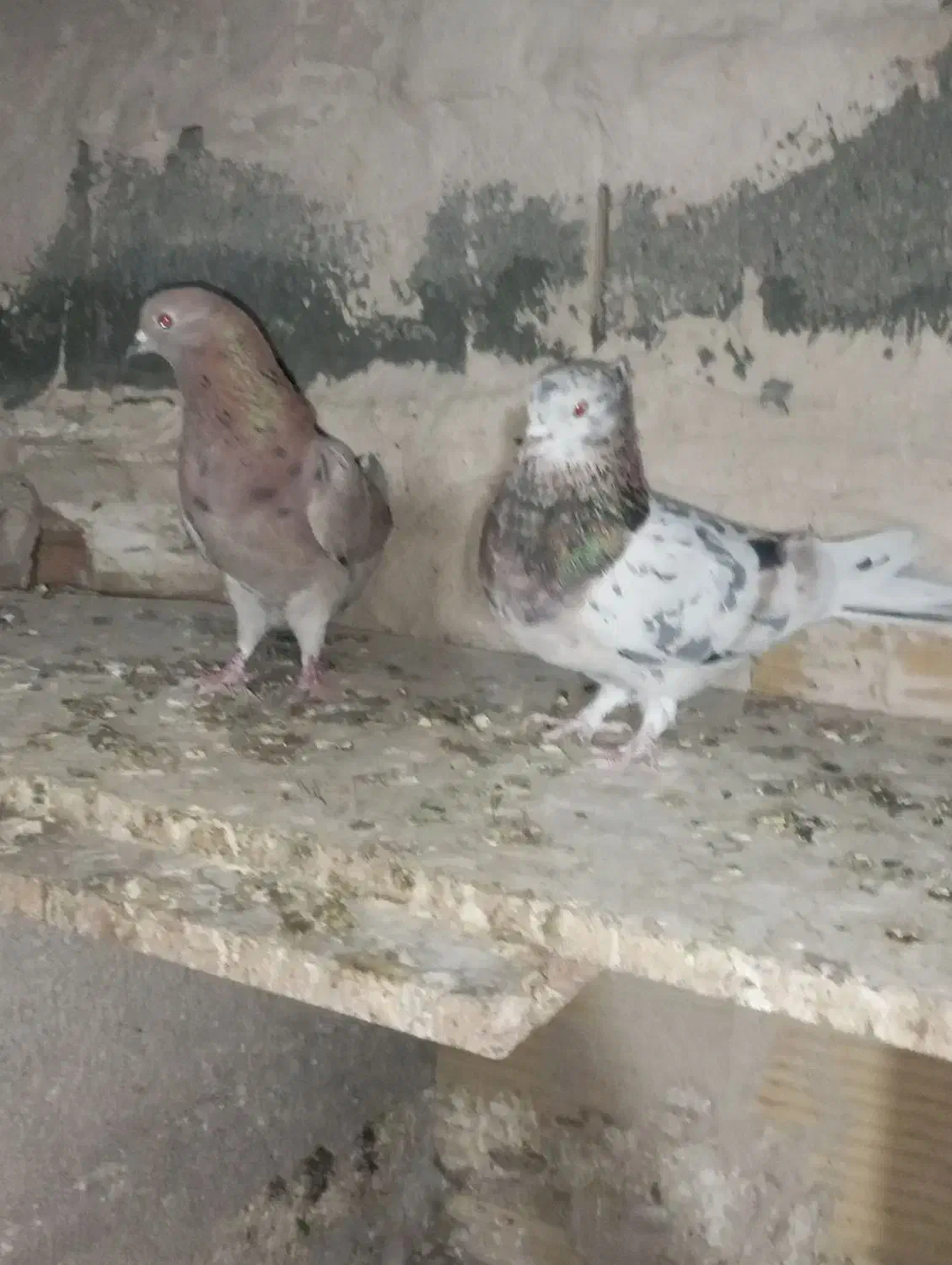 کبوتر پرشی|پرنده|شهریار, رزکان|دیوار