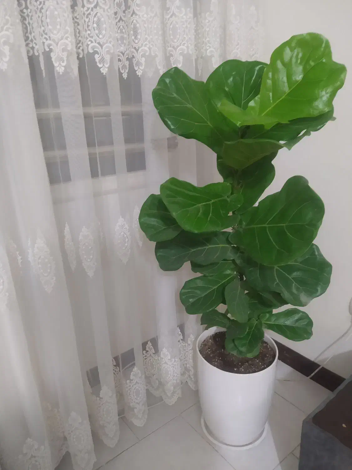 فروش گل|گل و گیاه طبیعی|شاهین‌شهر, شهرک مطهری|دیوار