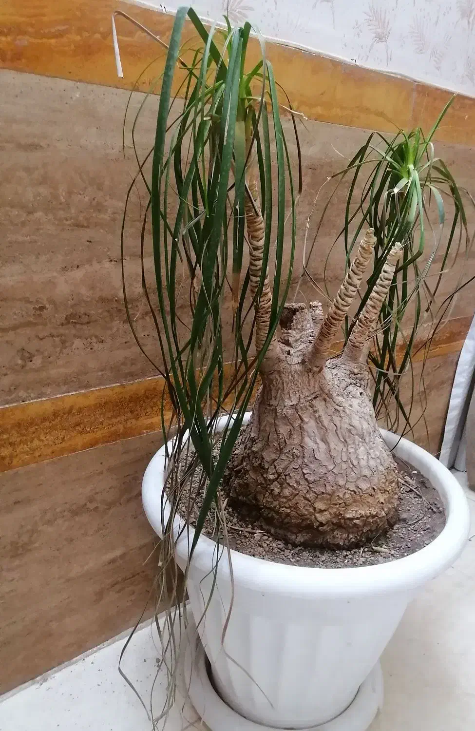 لیندا|گل و گیاه طبیعی|تربتحیدریه, ۴۵ متری|دیوار