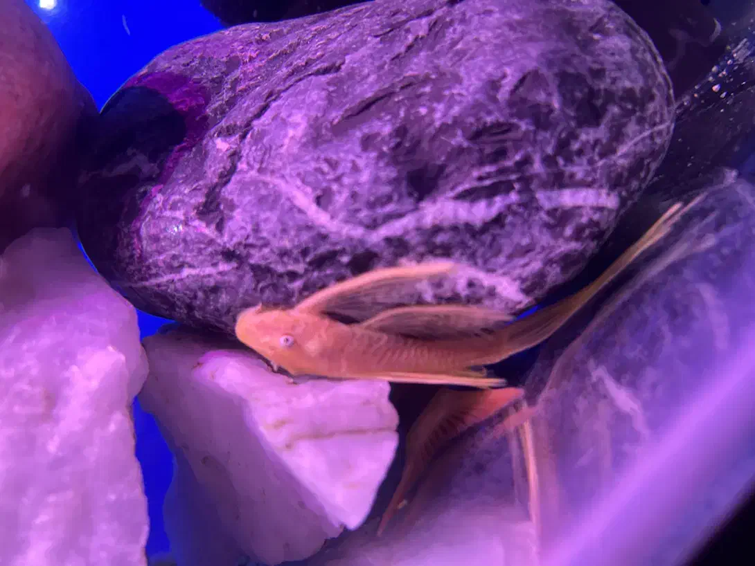 ماهی خواص|ماهی|کرج, کمالشهر|دیوار