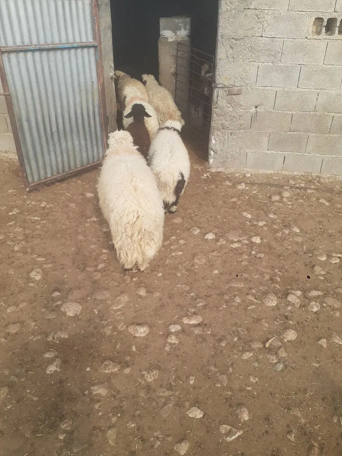 بره چاق باب قصابی|حیوانات مزرعه|سرپل ذهاب, |دیوار