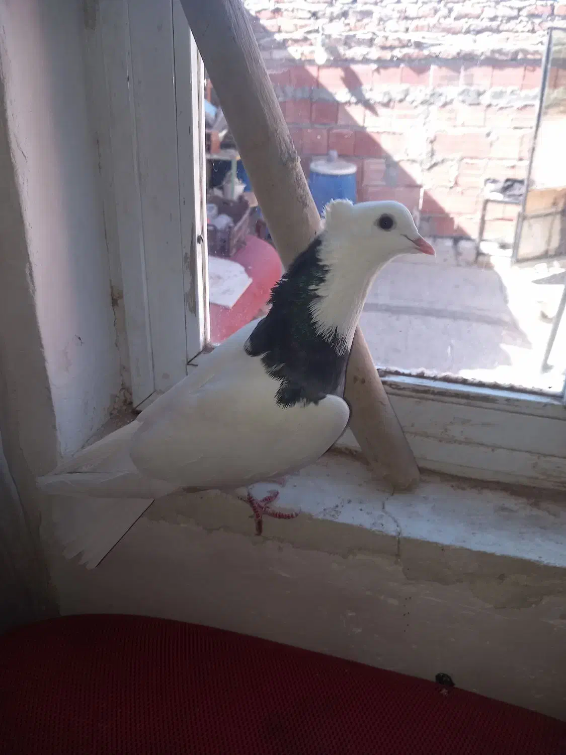 کبوتر|پرنده|اردبیل, |دیوار