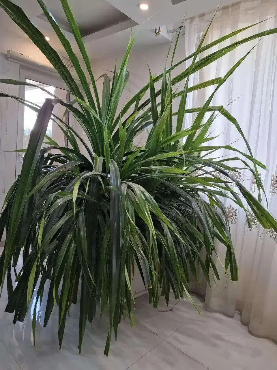 گل طبیعی|گل و گیاه طبیعی|شیراز, میرزاکوچک خان|دیوار