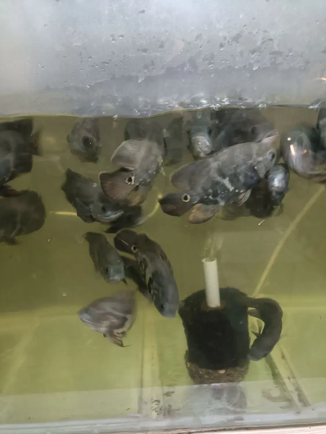 چهل عدد اسکار20سانتی|ماهی|برخوار, |دیوار