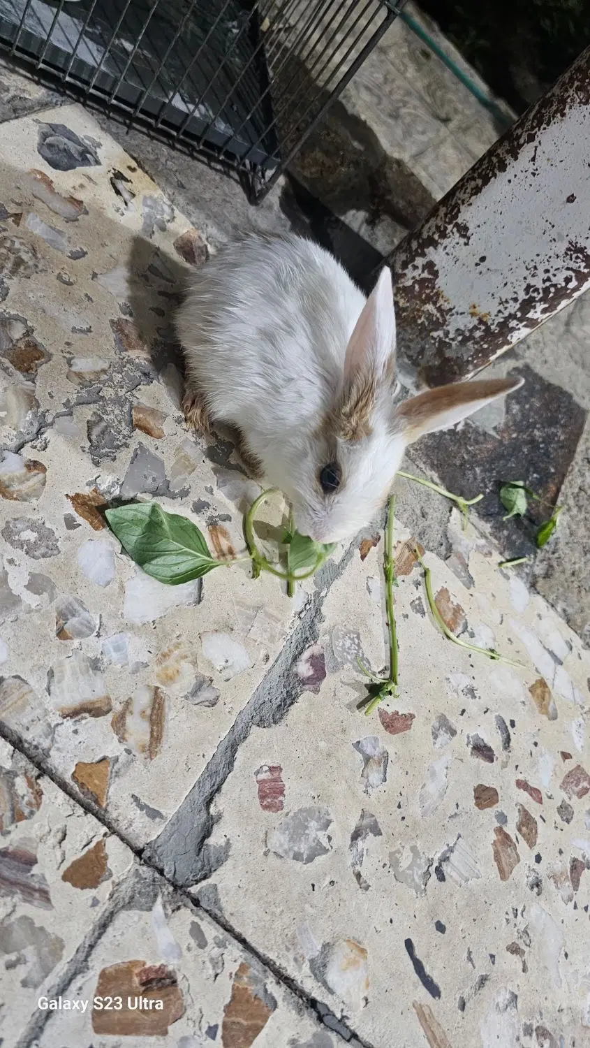 بچه خرگوش|موش و خرگوش|مبارکه, |دیوار