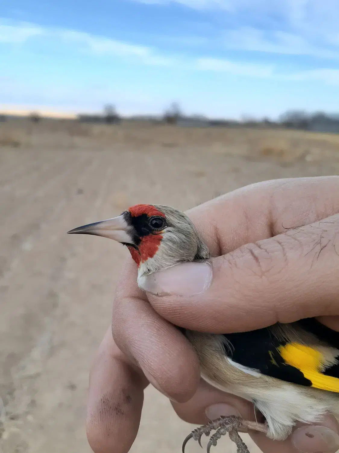 سهره کرمانی جرقه|پرنده|مشهد, شهید معقول|دیوار