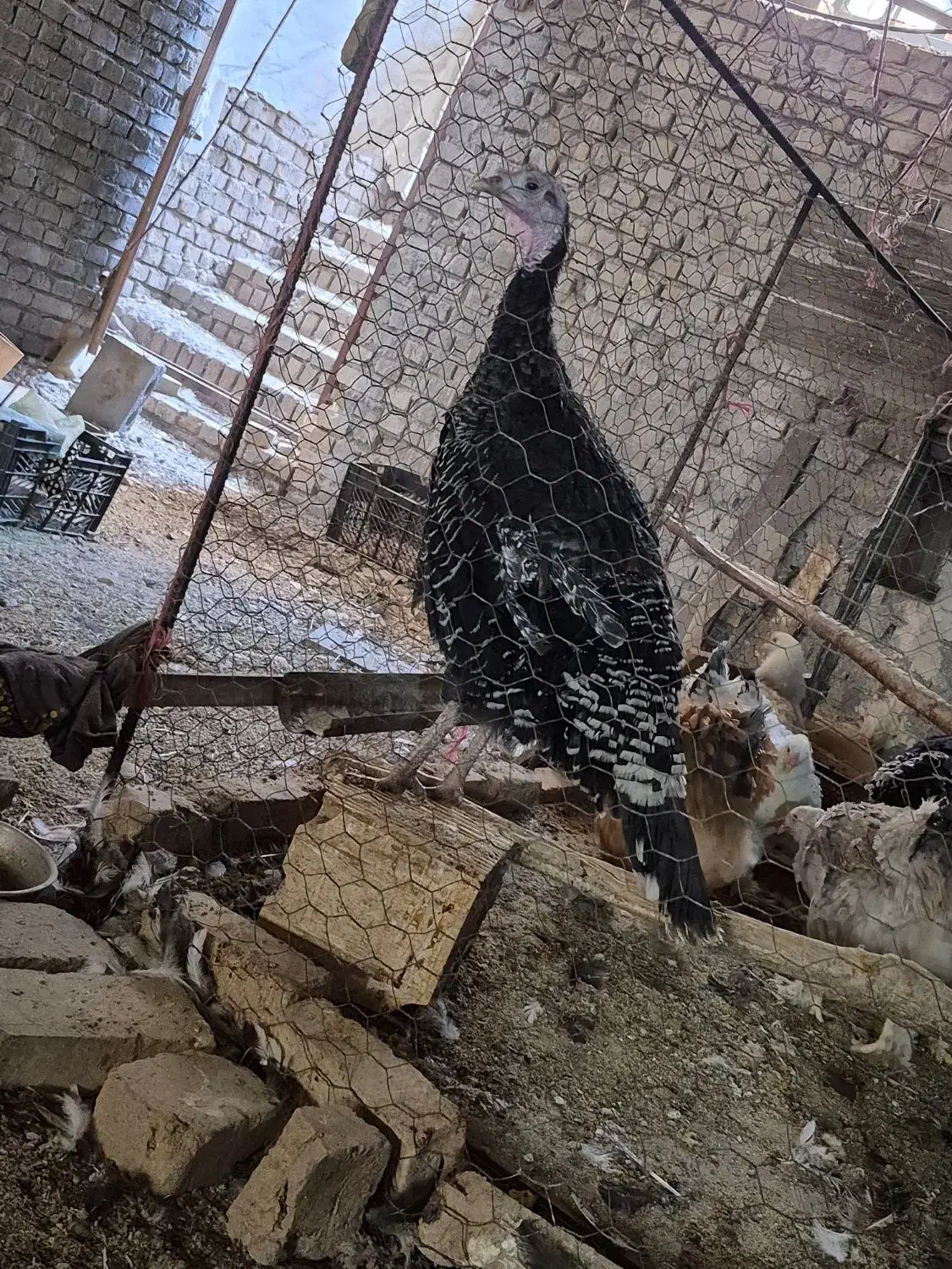 بوقلمون|حیوانات مزرعه|یزد, |دیوار