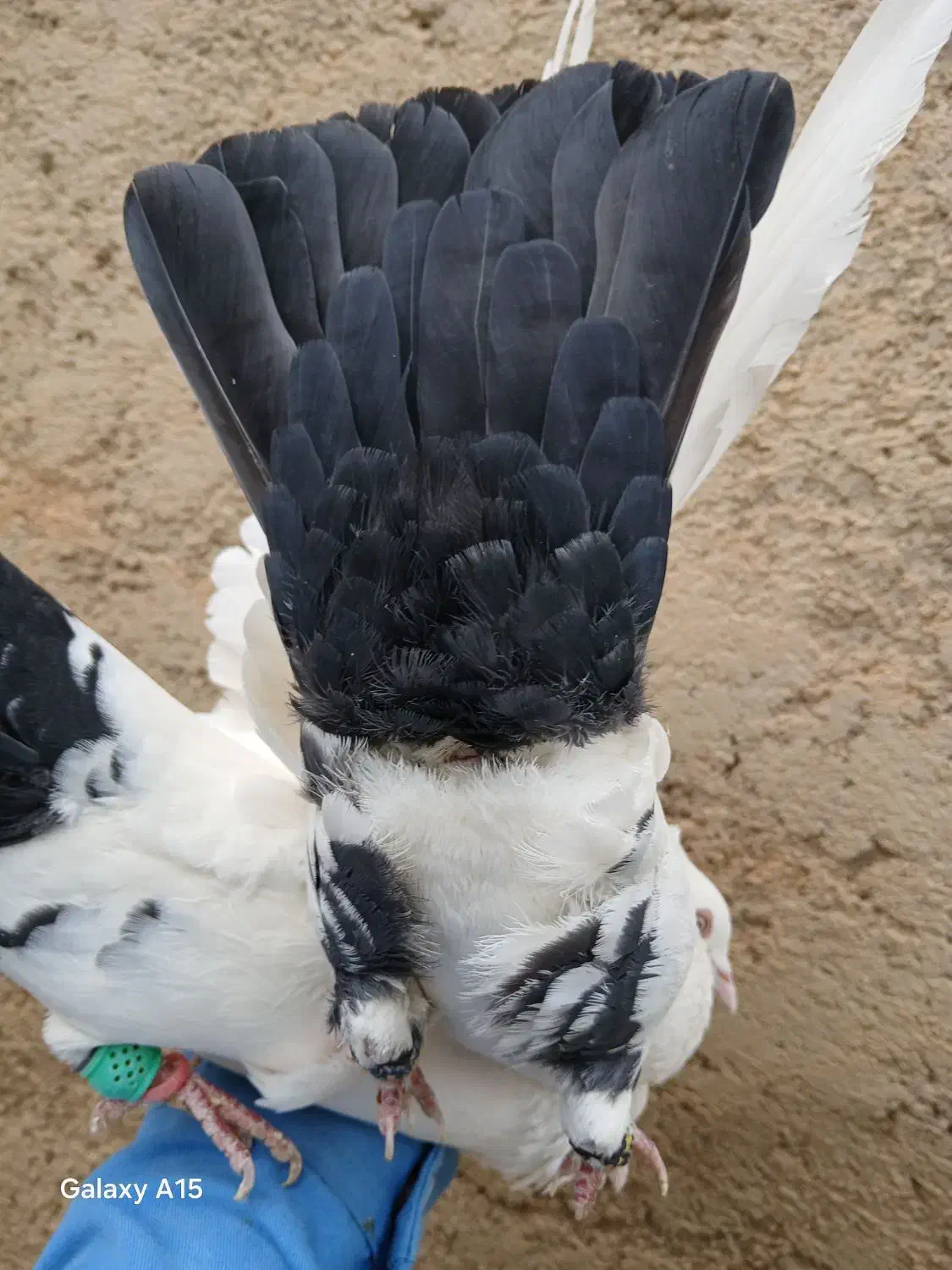 کبوتر رنگی|پرنده|شیراز, محمدیه|دیوار