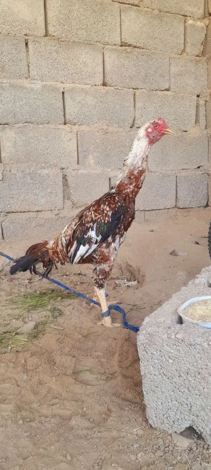 خروس پر مرغی|حیوانات مزرعه|خمیر, |دیوار