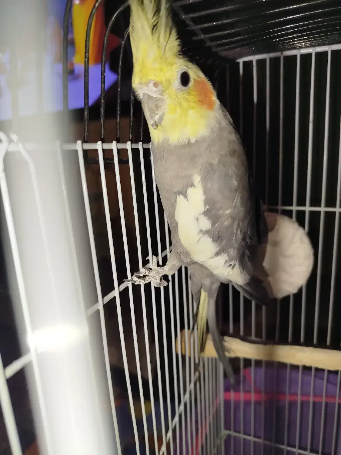 عروس هلندی|پرنده|رشت, کوی جام جم|دیوار