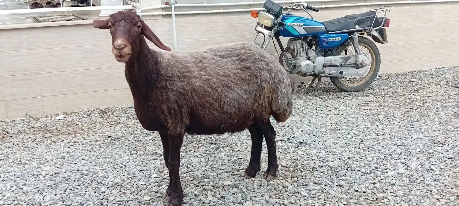 گوسفند|حیوانات مزرعه|سیمین شهر, |دیوار