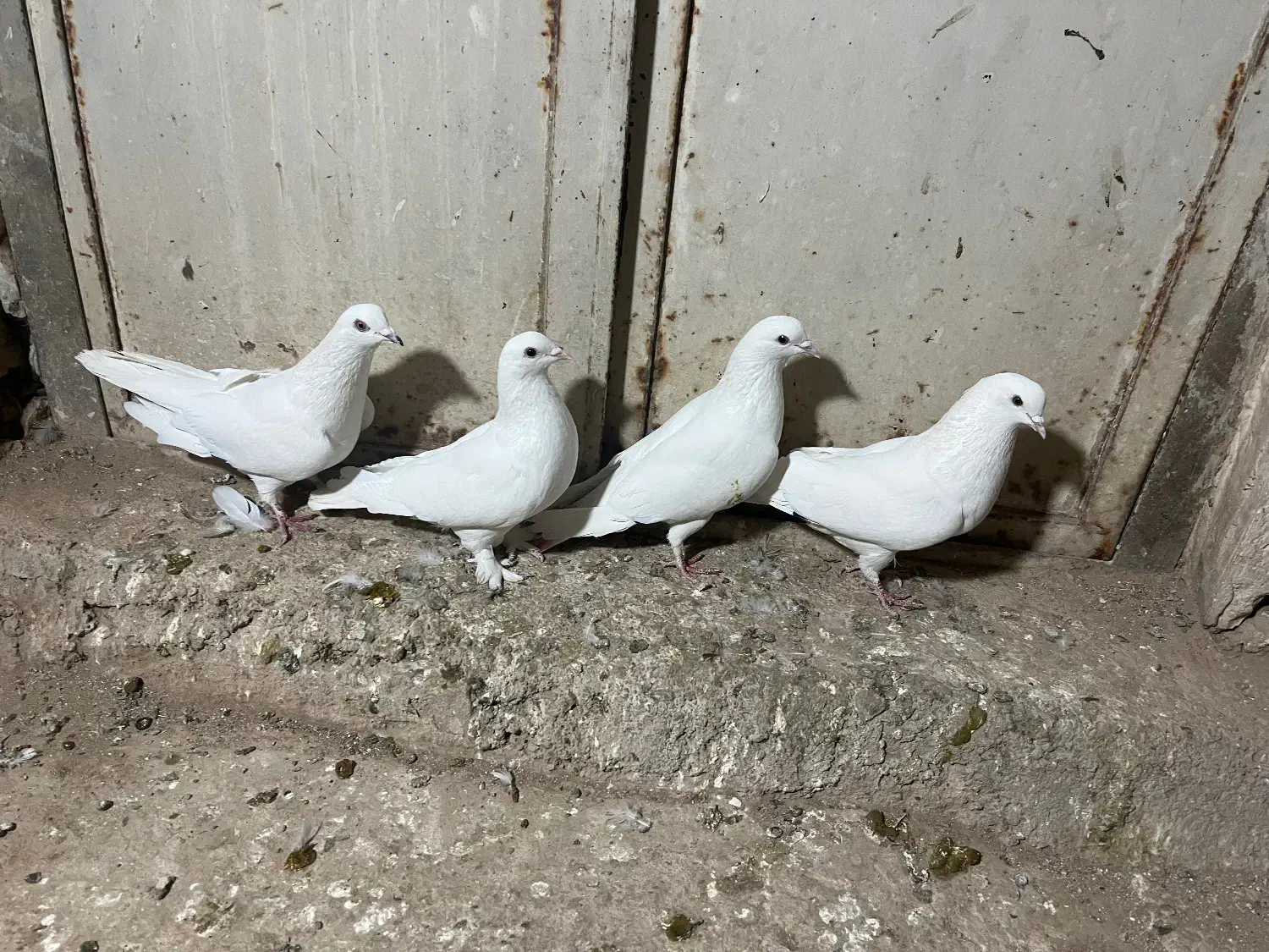 کبوتر|پرنده|ابهر, |دیوار