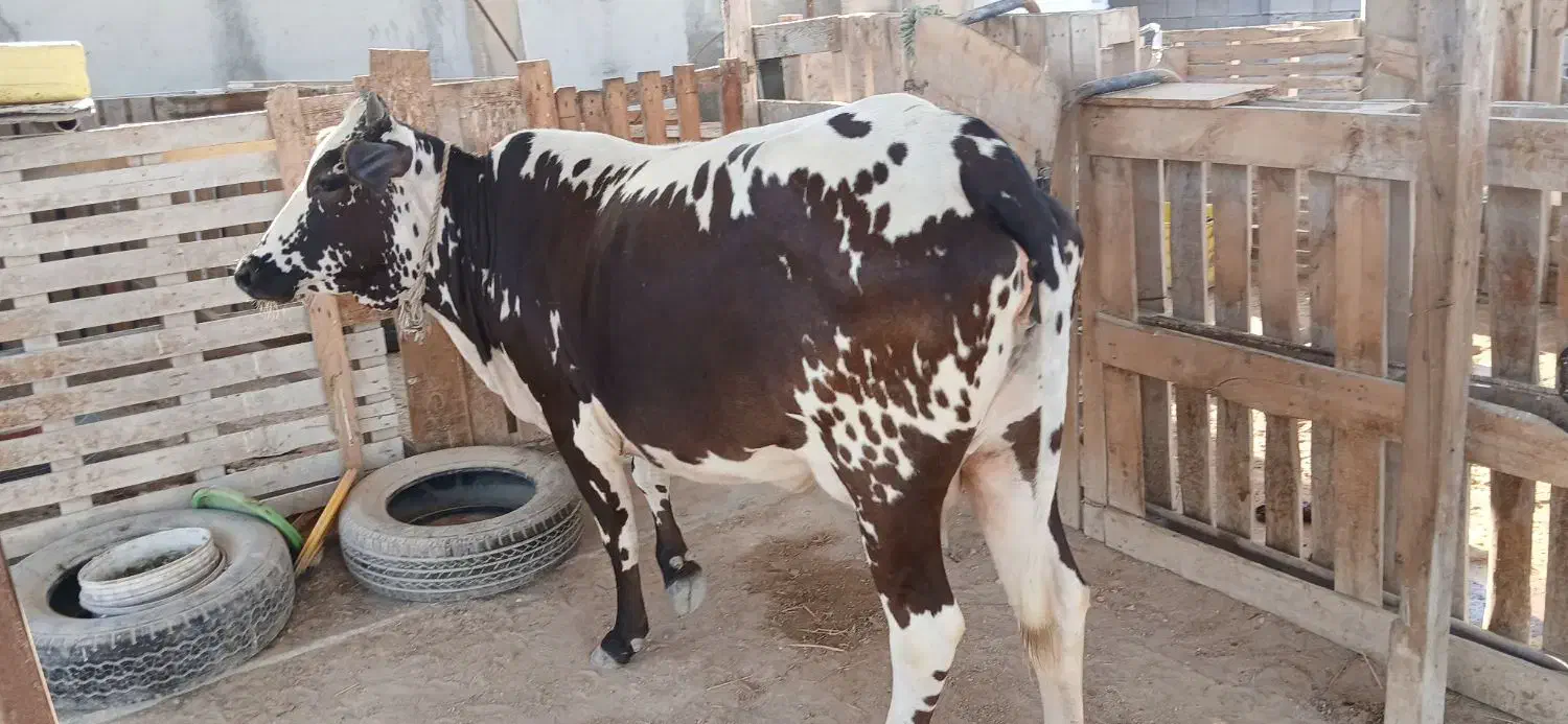 گاو ماده|حیوانات مزرعه|قشم, |دیوار