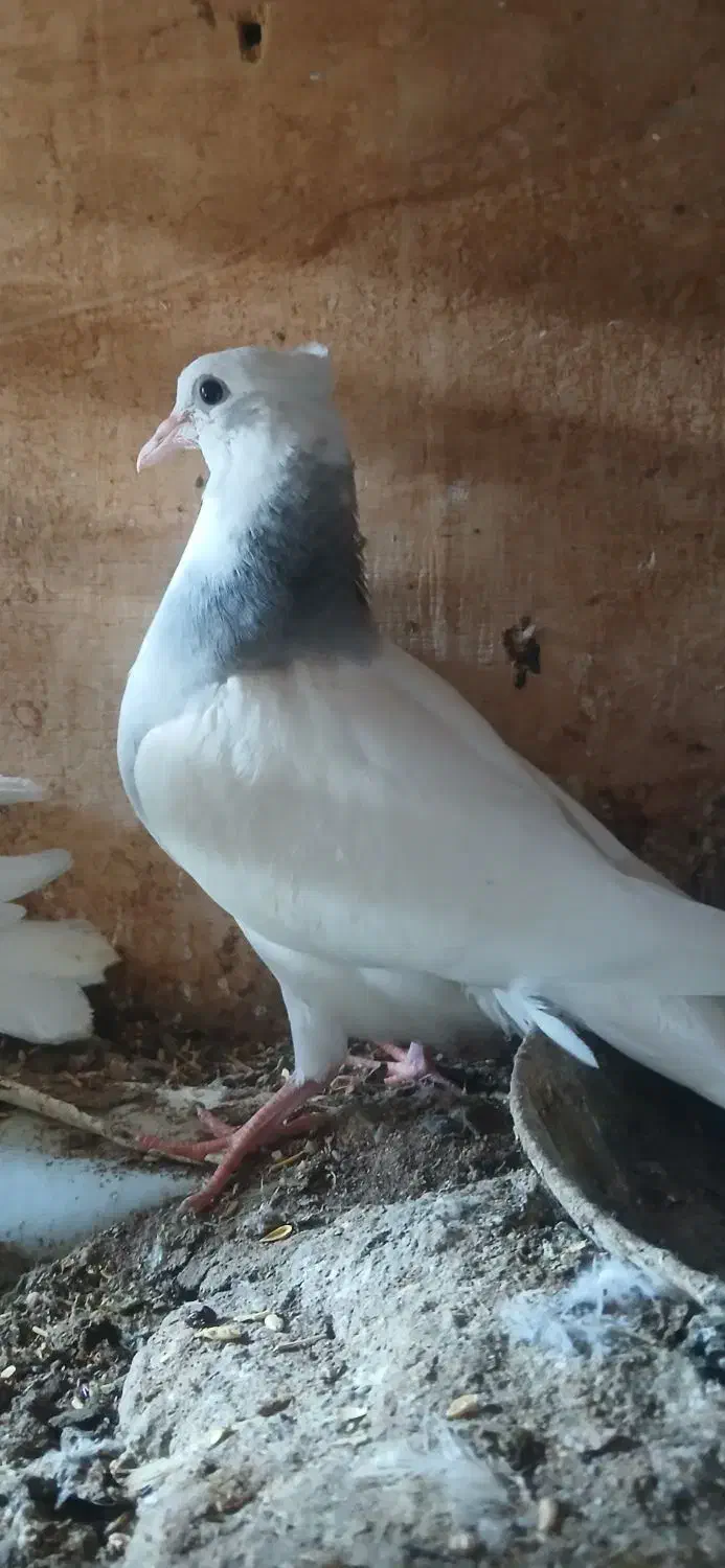 طوقی کبوتر|پرنده|میناب, |دیوار