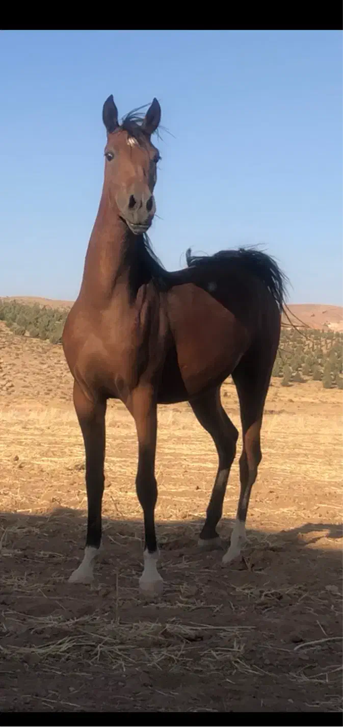 اسب درشور اصیل|اسب و تجهیزات اسب‌سواری|شیراز, قلات|دیوار