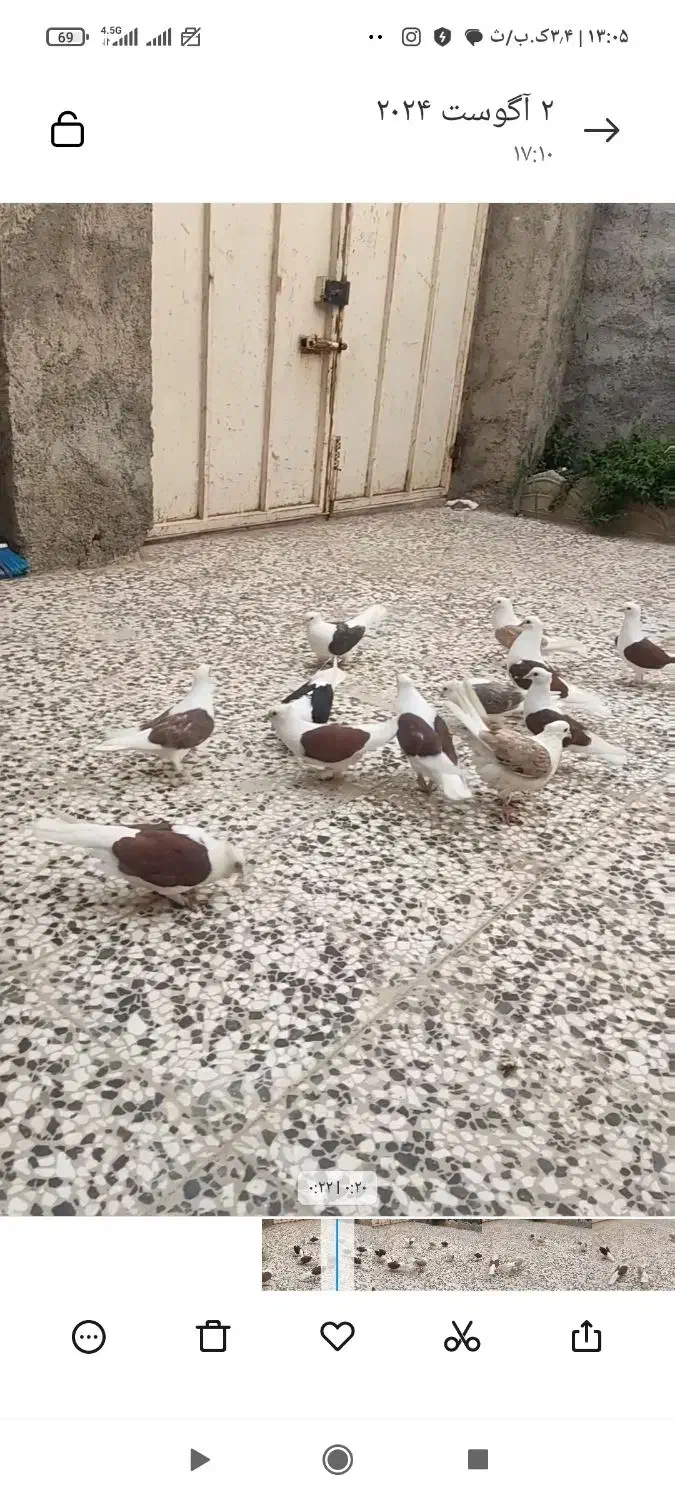 8تا دوبال مهر ماکلی|پرنده|مینودشت, |دیوار