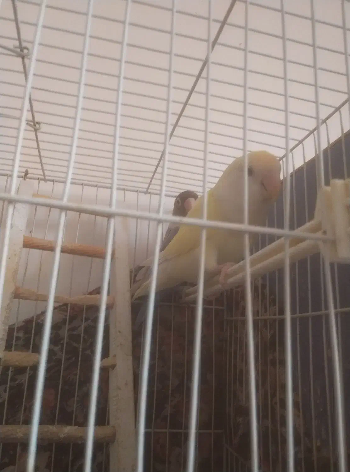 کوتوله|پرنده|مشهد, بهارستان|دیوار