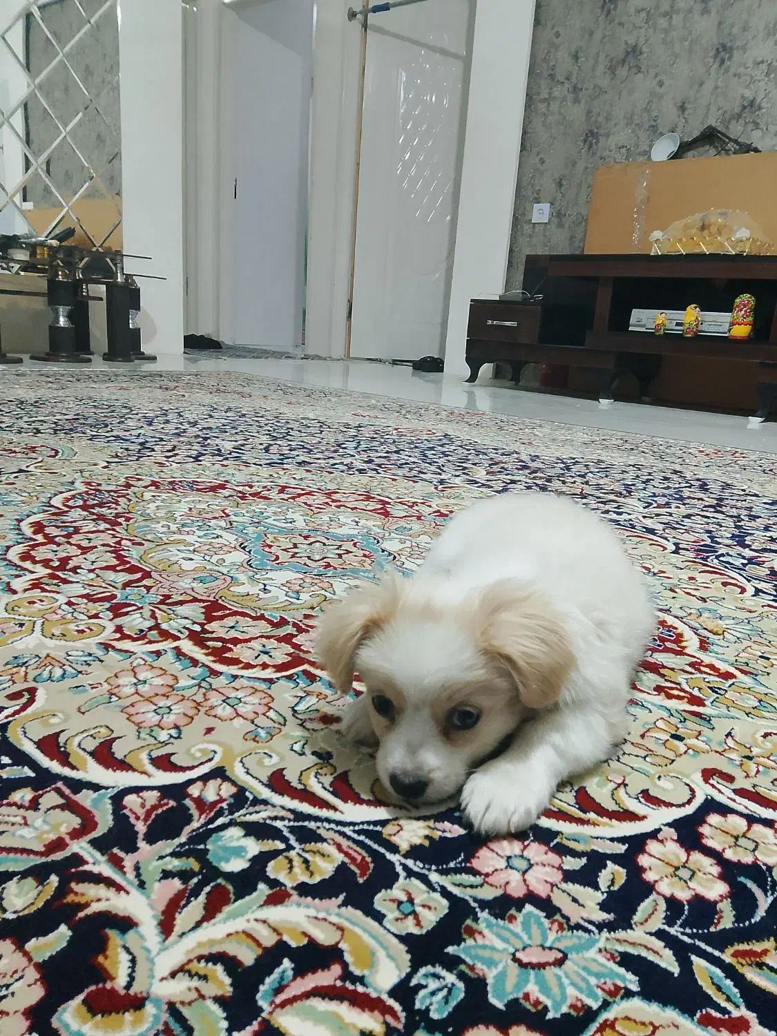 سگ بانمک|سگ|مشهد, منزل آباد|دیوار