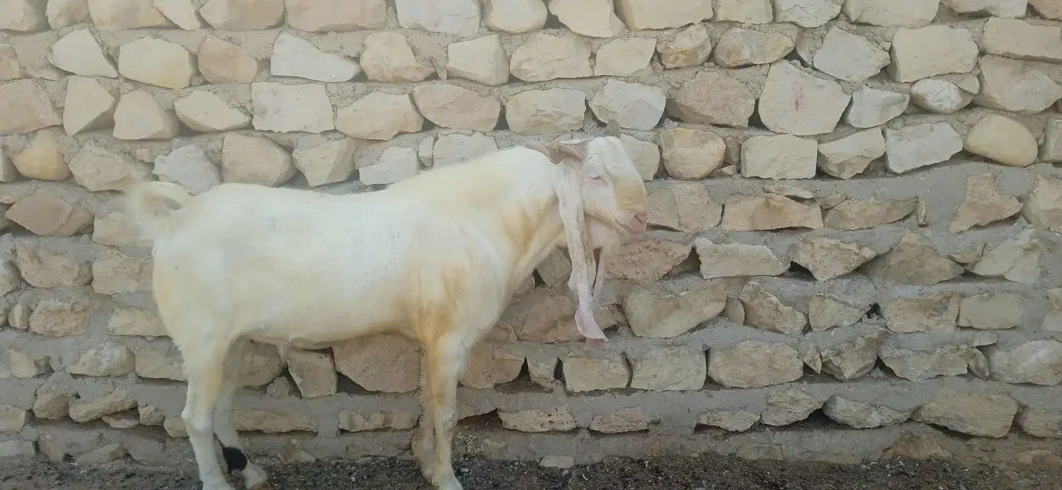 پازن گلابی|حیوانات مزرعه|بندر دیر, |دیوار
